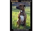 Adopt Diesel a Brown/Chocolate Plott Hound / Mixed dog in Benton, PA (40481571)