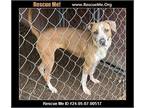 Adopt Riley a White Pointer / American Staffordshire Terrier dog in Benton