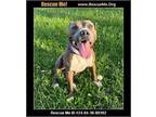 Adopt Chance a Pit Bull Terrier / Mixed dog in Benton, PA (41418063)