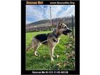Adopt Ruthy a German Shepherd Dog / Mixed dog in Benton, PA (41418062)