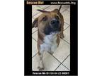 Adopt Rodger a Brown/Chocolate - with White Australian Cattle Dog / American
