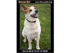 Adopt Albert a Tricolor (Tan/Brown & Black & White) Australian Cattle Dog dog in