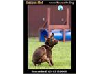 Adopt Snoopy a Brown/Chocolate Doberman Pinscher dog in Benton, PA (41034476)