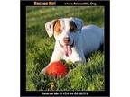 Adopt Bandit a Tricolor (Tan/Brown & Black & White) Pointer / Labrador Retriever