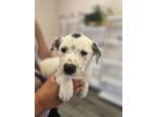 Adopt Yeti a White - with Black Blue Heeler dog in Gillsville, GA (41418094)