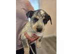 Adopt Bull a White - with Black Blue Heeler dog in Gillsville, GA (41418092)