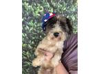 Adopt Dexter a Black - with White Schnauzer (Miniature) / Mixed Breed (Medium)