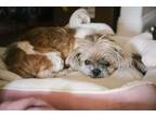 Adopt Franny a Tricolor (Tan/Brown & Black & White) Shih Tzu / Mixed dog in los