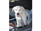 Adopt Snowflake a White - with Black American Pit Bull Terrier / Labrador
