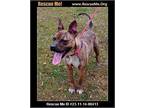 Adopt Nala a Brindle American Staffordshire Terrier / Mixed Breed (Medium) dog