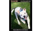 Adopt Monica a Tricolor (Tan/Brown & Black & White) Pit Bull Terrier / American