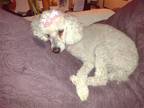 Adopt Sophie Mae (TN) a White Poodle (Miniature) / Mixed dog in Chattanooga