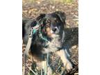 Adopt Jovi a Black - with White Australian Shepherd / Mixed dog in Columbus