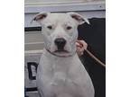Adopt Apollo a White Pit Bull Terrier / Mixed dog in Fort Madison, IA (40321195)