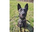 Adopt Jadelynn—located in Indiana a Brindle Dutch Shepherd / Mixed dog in