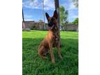 Adopt Magno a Brown/Chocolate - with Black Belgian Malinois dog in Gig Harbor