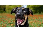 Adopt Kai a Black Shepherd (Unknown Type) / Mixed dog in Hastings, MN (40912201)