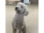 Adopt Gunner a Brown/Chocolate - with White Labradoodle dog in Louisville
