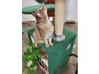 Adopt Lily a Gray or Blue American Shorthair cat in Bartlesville, OK (41224874)