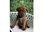 Adopt Simon a Brown/Chocolate - with Black Plott Hound dog in Littleton