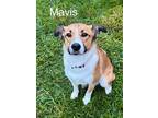 Adopt Mavis a Brown/Chocolate Mountain Cur / Schnauzer (Standard) dog in