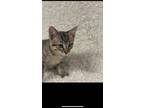 Adopt Hunnie a Gray, Blue or Silver Tabby Domestic Shorthair / Mixed (short