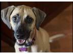 Adopt Hope a Tan/Yellow/Fawn - with Black Black Mouth Cur / Hound (Unknown Type)