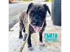 Adopt Pluto a Standard Schnauzer / Poodle (Standard) dog in Fort Lauderdale