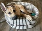 Adopt Tootsie pup: Gummi Bear a Mixed Breed (Medium) dog in San Diego