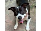 Adopt Hallie a Black Terrier (Unknown Type, Medium) / Mixed Breed (Medium) dog