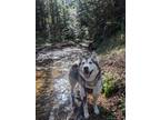 Adopt Pippa a Siberian Husky / Alaskan Malamute / Mixed dog in Sechelt