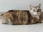 Adopt Violet a Brown Tabby Domestic Shorthair / Mixed (short coat) cat in