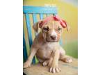 Adopt Triscuit a Tan/Yellow/Fawn - with White Pointer / Mixed dog in Littleton