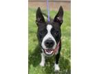 Adopt Marlin a Brindle - with White American Staffordshire Terrier dog in