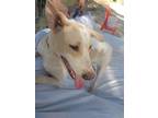 Adopt ELLERINA (Israel) kt a Canaan Dog / Saluki dog in Langley, BC (41417921)