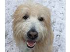 Adopt Oli (Courtesy Post) a Maremma Sheepdog / Poodle (Standard) dog in Langley