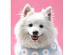 Adopt CLAUDIA (S. Korea) hz a Tricolor (Tan/Brown & Black & White) Eskimo Spitz