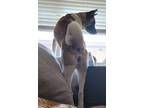 Adopt Bella a White - with Tan, Yellow or Fawn Akita / Mixed dog in Phoenix