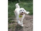 Adopt Kai a Goldendoodle / Mixed dog in Atlanta, GA (40289588)