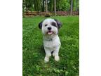 Adopt Winston a Black - with White Havanese / Shih Tzu / Mixed dog in