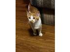 Adopt Stripe a Orange or Red (Mostly) Tabby / Mixed (short coat) cat in
