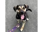 Adopt Frannie a Black Shepherd (Unknown Type) / Beagle dog in Chapel Hill