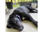 Adopt April a Black Labrador Retriever / Mixed Breed (Medium) dog in Chapel