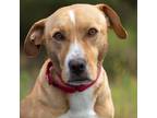 Adopt Sachi a Labrador Retriever / Beagle / Mixed dog in Oceanside