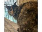 Adopt RAQUEL a Tortoiseshell Domestic Shorthair (medium coat) cat in Lower Lake