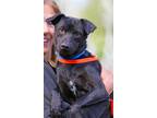 Adopt Cody a Jack Russell Terrier / Mixed dog in Albuquerque, NM (41415449)