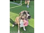 Adopt Boots a Black - with White Mutt / Labrador Retriever / Mixed dog in