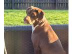 Adopt Baby girl a Brown/Chocolate - with White Catahoula Leopard Dog / Mixed dog