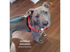 Adopt Noodle a Staffordshire Bull Terrier / Mixed dog in Conroe, TX (41273588)