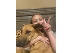 Adopt Koko a Tan/Yellow/Fawn - with Black Cane Corso / Shepherd (Unknown Type) /
